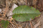 Trailing arbutus